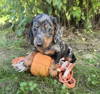 Theo, a male Dachshund for sale in Middlebury, IN – 4 of 5