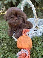 Luke, a male Shih Tzu for sale in Middlebury, IN – 3 of 4