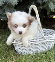 Pixie, a female Pomeranian for sale in Middlebury, IN – 2 of 4