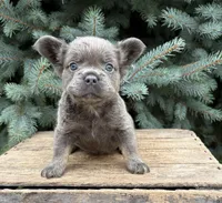 Darcy fluffy, a female French Bulldog for sale in Middlebury, IN – 2 of 5