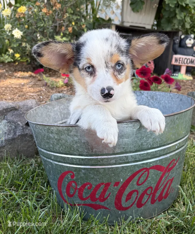 Gigi – Pembroke Welsh Corgi puppy for sale in Middlebury, IN