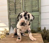 River, a female Great Dane for sale in Middlebury, IN – Photo 1 of 5