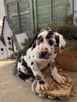 River, a female Great Dane for sale in Middlebury, IN – Photo 3 of 5
