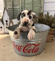 River, a female Great Dane for sale in Middlebury, IN – Photo 4 of 5