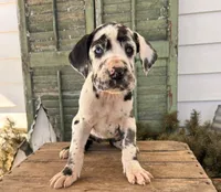 River, a female Great Dane for sale in Middlebury, IN – Photo 2 of 5