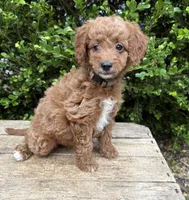 Avi, a female Miniature Goldendoodle for sale in Middlebury, IN – 1 of 4