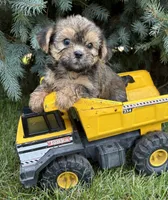 Luca, a male Shorkie for sale in Middlebury, IN – 4 of 4