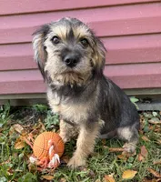 Tia, a female Schnoodle for sale in Middlebury, IN – 4 of 5