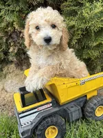 Jace, a male Bichpoo for sale in Middlebury, IN – 3 of 4