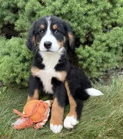 Belle, a female Bernese Mountain Dog for sale in Middlebury, IN – 2 of 4