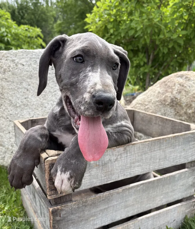 Tess – Great Dane puppy for sale in Middlebury, IN