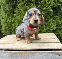 Sophie, a female Dachshund for sale in Middlebury, IN – 2 of 5