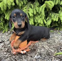 Hiram, a male Dachshund for sale in Middlebury, IN – 2 of 4