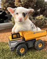 Duke, a male Pembroke Welsh Corgi for sale in Middlebury, IN – Photo 5 of 5