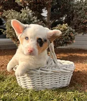 Duke, a male Pembroke Welsh Corgi for sale in Middlebury, IN – Photo 3 of 5