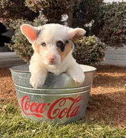 Duke, a male Pembroke Welsh Corgi for sale in Middlebury, IN – Photo 4 of 5