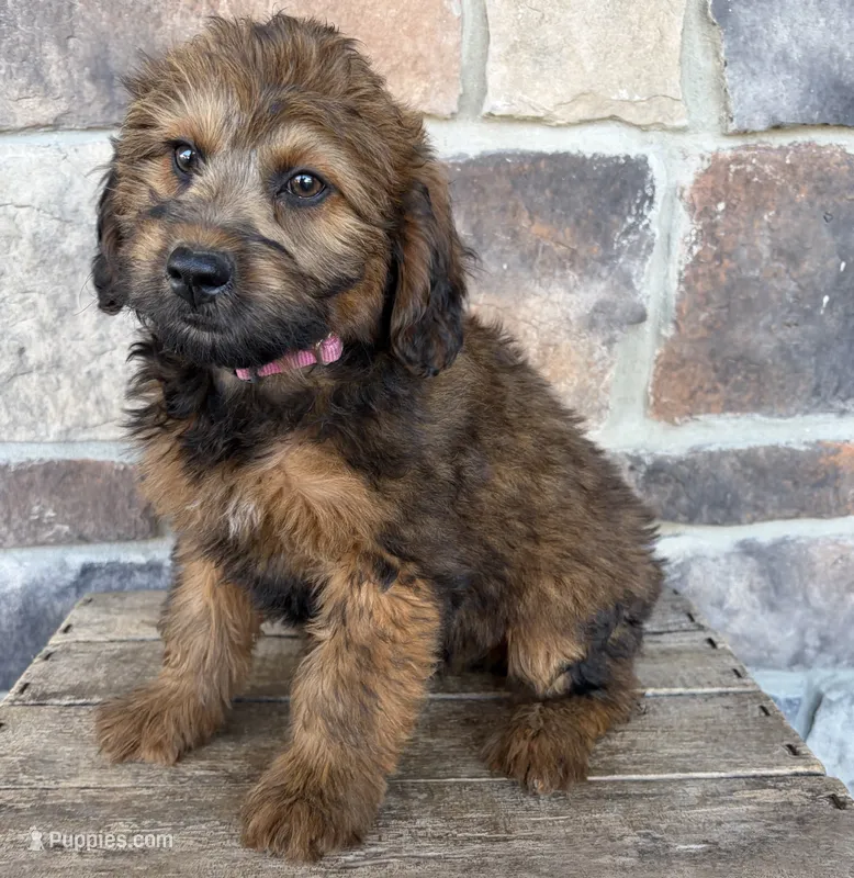Mia – Whoodle puppy for sale in Middlebury, IN
