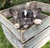 Kitkat, a female French Bulldog for sale in Middlebury, IN – 2 of 4