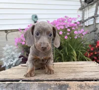 Briggs, a male Miniature Dachshund for sale in Middlebury, IN – 2 of 4