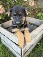 Demi, a female German Shepherd Dog for sale in Middlebury, IN – 1 of 5