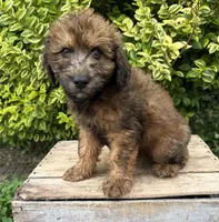 Monroe, a male Whoodle for sale in Middlebury, IN – 2 of 4