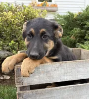 Dakota , a female German Shepherd Dog for sale in Middlebury, IN – 3 of 5