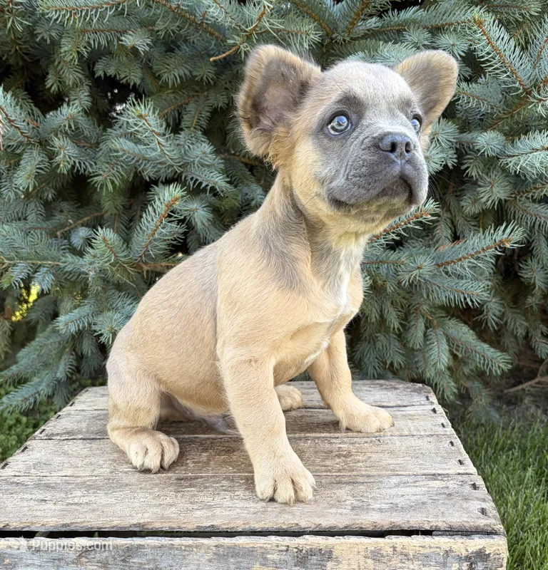 Doc fluffy – French Bulldog puppy for sale in Middlebury, IN