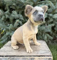 Doc fluffy, a male French Bulldog for sale in Middlebury, IN – 1 of 5