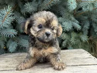 Luca, a male Shorkie for sale in Middlebury, IN – 2 of 4