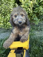 Henry, a male Whoodle for sale in Middlebury, IN – 4 of 4