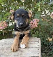 Demi, a female German Shepherd Dog for sale in Middlebury, IN – 4 of 5