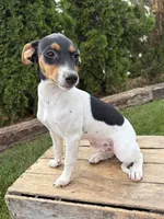 Scout, a male Jack Russell Terrier and Rat Terrier for sale in Middlebury, IN – 3 of 4
