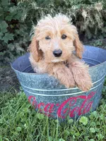 Jace, a male Cockapoo for sale in Middlebury, IN – 3 of 4