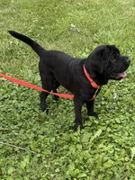 Ina, a female Cocker Spaniel and Miniature Shar-Pei for sale in Middlebury, IN – 4 of 5