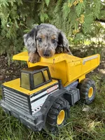 Sterling, a male Miniature Dachshund for sale in Middlebury, IN – 3 of 4
