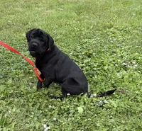 Ina, a female Cocker Spaniel and Miniature Shar-Pei for sale in Middlebury, IN – 5 of 5