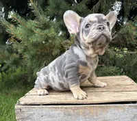 Clancy, a male French Bulldog for sale in Middlebury, IN – 2 of 5