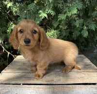 Pumpkin , a female Miniature Dachshund for sale in Middlebury, IN – 5 of 5