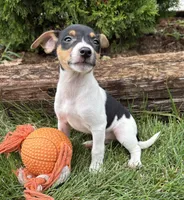 Sam, a male Jack Russell Terrier and Rat Terrier for sale in Middlebury, IN – 4 of 4