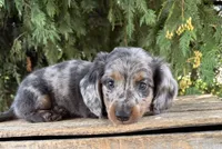 Sterling, a male Miniature Dachshund for sale in Middlebury, IN – 2 of 4