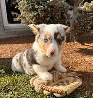 Daphne, a female Pembroke Welsh Corgi for sale in Middlebury, IN – Photo 3 of 5