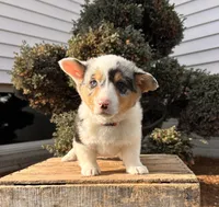 Daphne, a female Pembroke Welsh Corgi for sale in Middlebury, IN – Photo 2 of 5