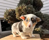 Daphne, a female Pembroke Welsh Corgi for sale in Middlebury, IN – Photo 1 of 5