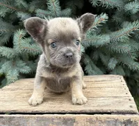 Daisy fluffy, a female French Bulldog for sale in Middlebury, IN – 4 of 4
