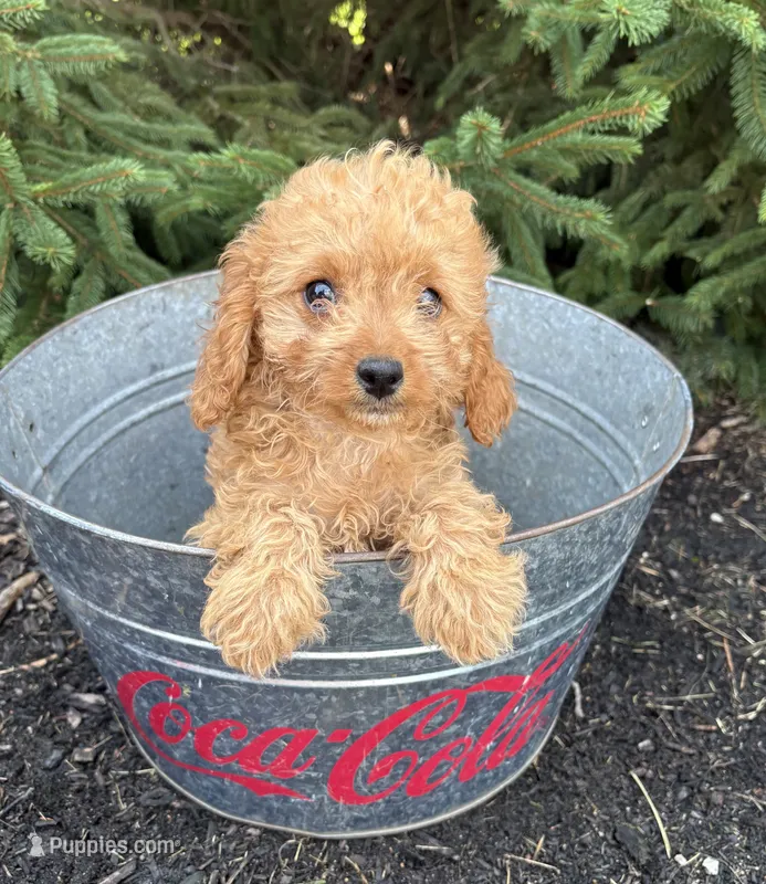 Rosie – Cavapoo puppy for sale in Middlebury, IN