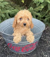 Rosie, a female Cavapoo for sale in Middlebury, IN – 1 of 4