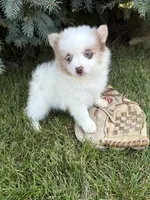 Pixie, a female Pomeranian for sale in Middlebury, IN – 4 of 4