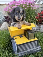 North , a male Miniature Dachshund for sale in Middlebury, IN – 4 of 5
