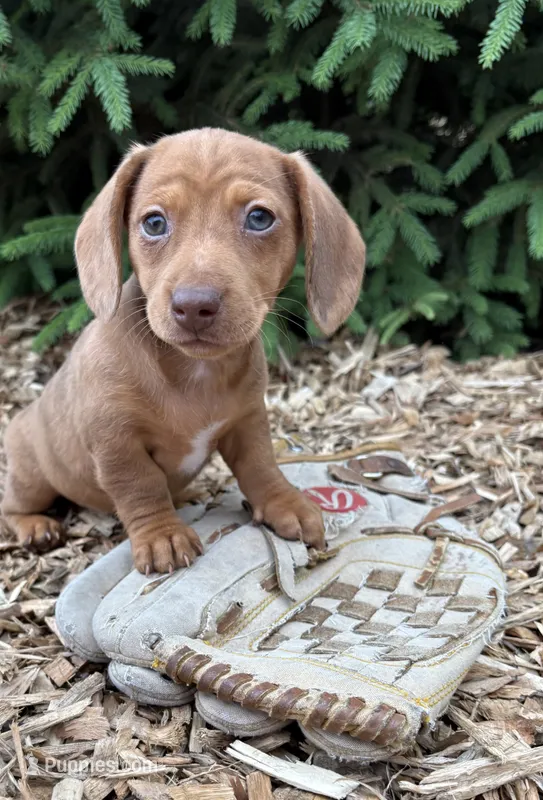 Raine – Dachshund puppy for sale in Middlebury, IN