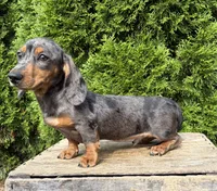 Sullivan , a male Dachshund for sale in Middlebury, IN – 4 of 4